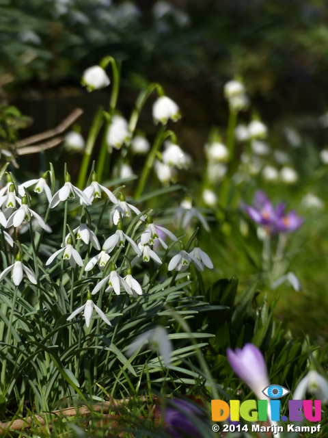 FZ003307 Common snowdrop (Galanthus nivalis) in garden